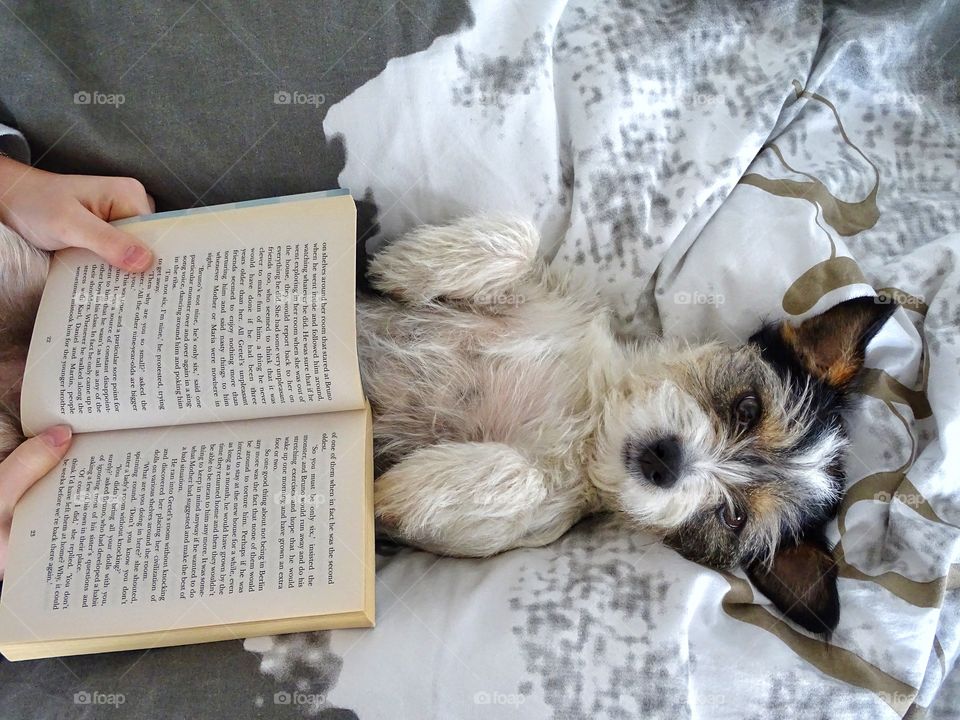 Dog on the bed