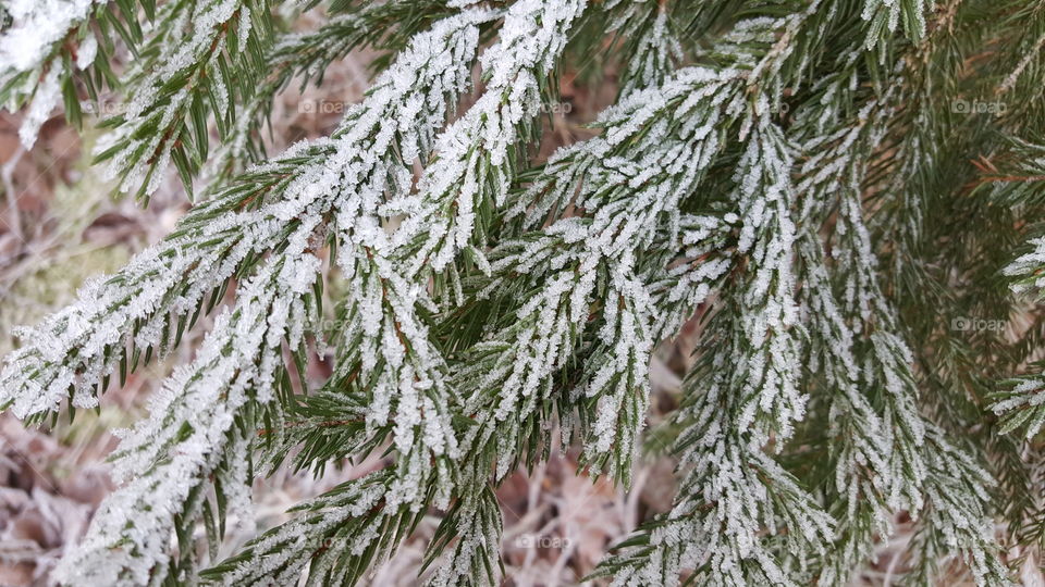 frozen tree
