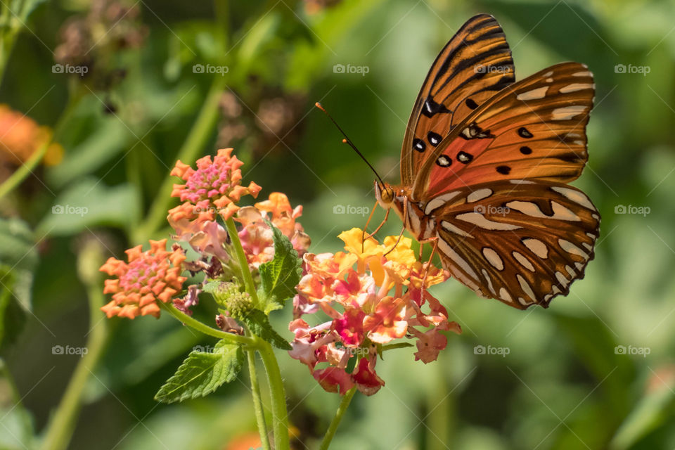 Foap, First Signs of Autumn: The Gulf fritillary or passion butterfly (Agraulis vanillae) is a migratory species that visits the Piedmont of North Carolina for a short time during early fall. So their arrival signifies that Autumn is here.