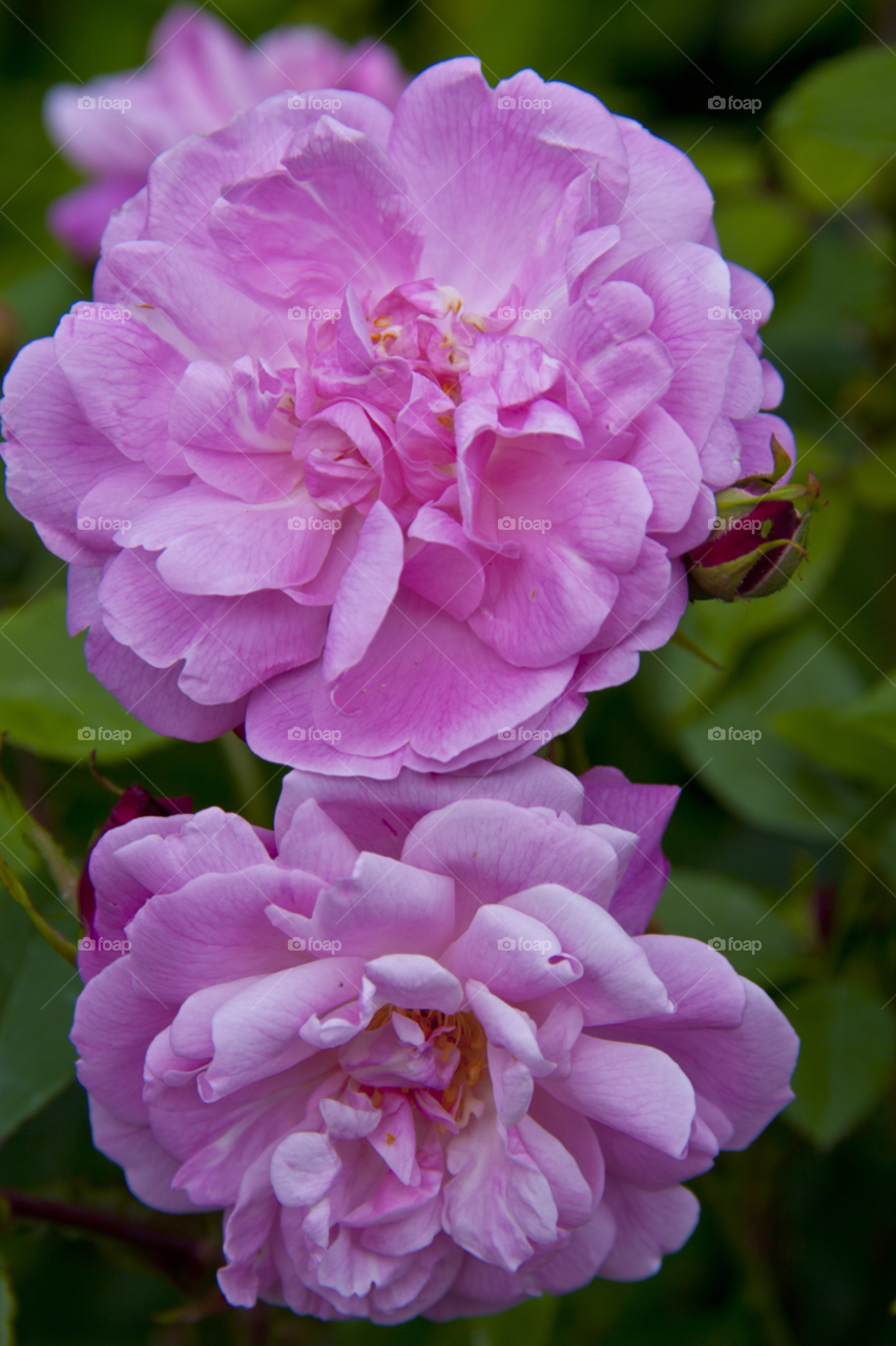 brighton england nature pink flower by cmosphotos