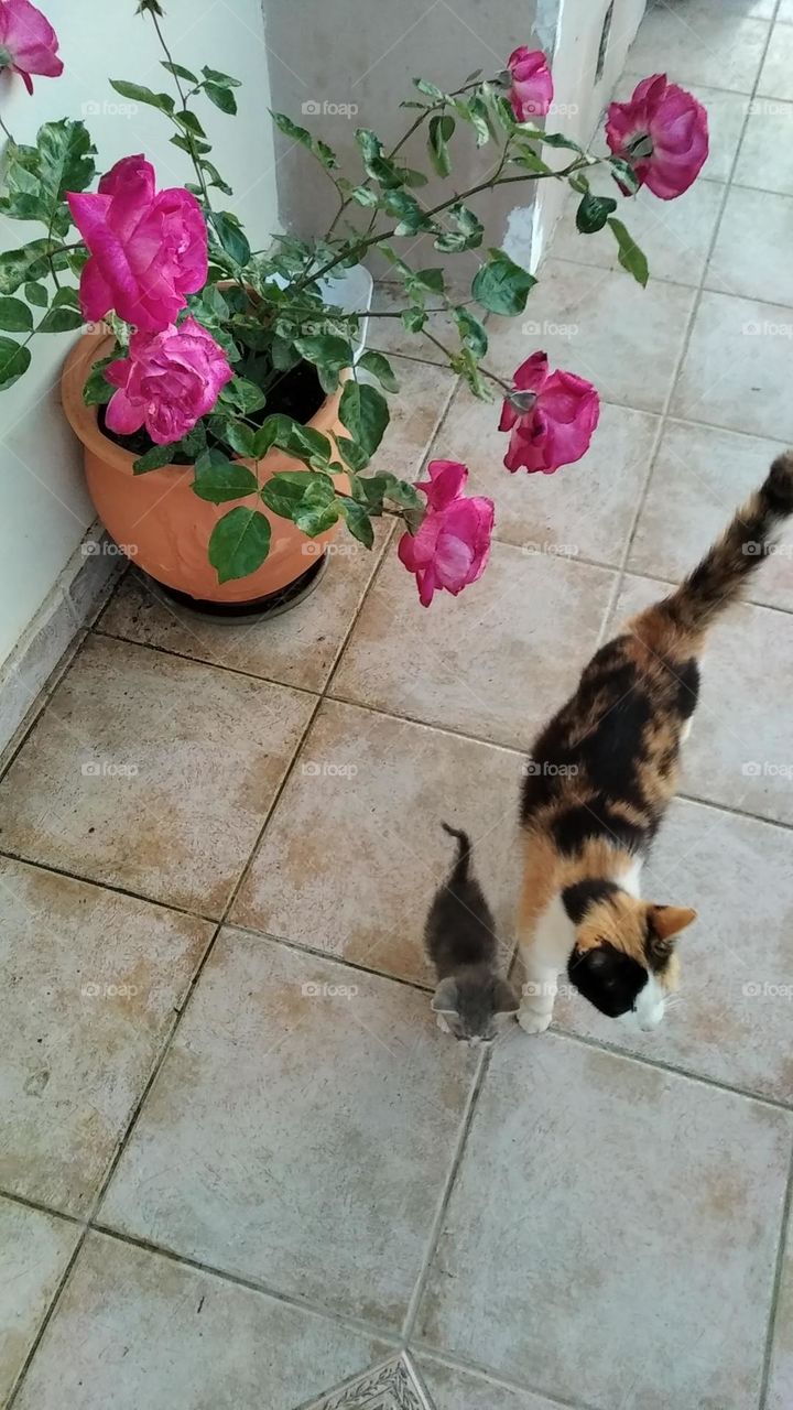 Cat with her Kitten!