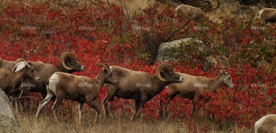 Canadian big horn sheep 