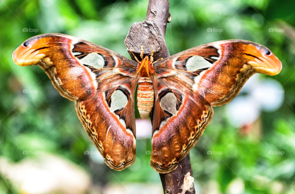 Attacus Atlas butterfly