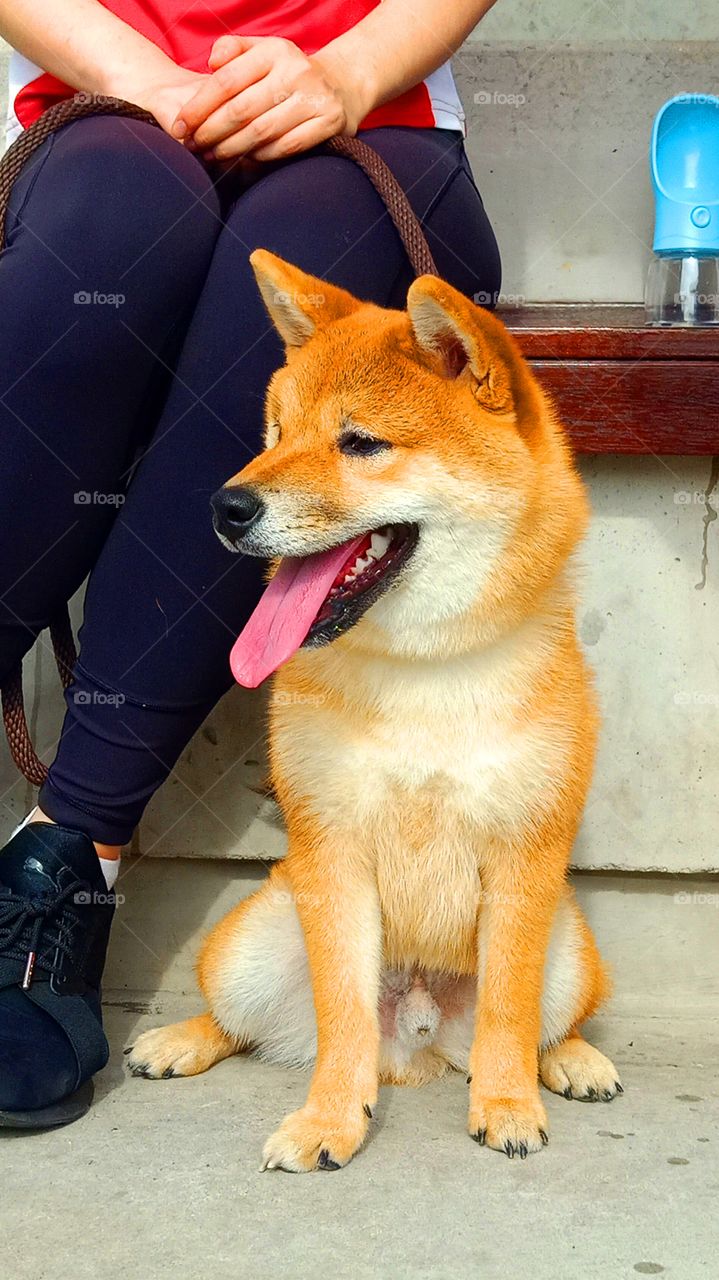 obedient loyal and adorable