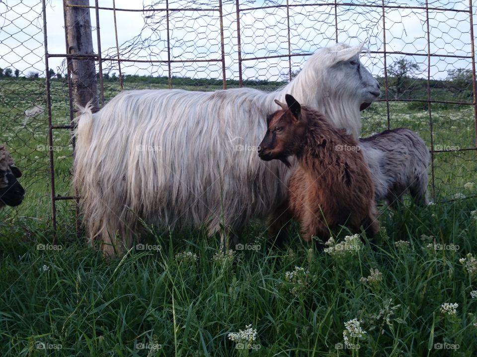 goat family