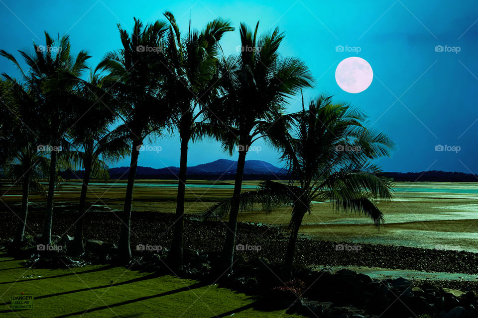 Moonlit Palms