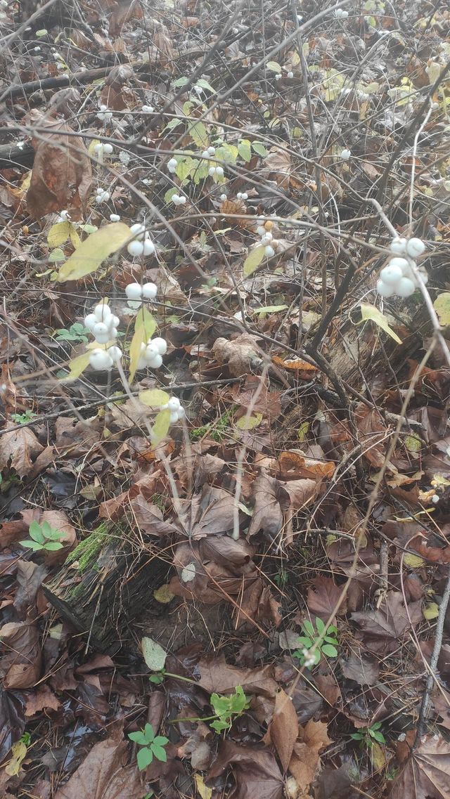 Snowberry