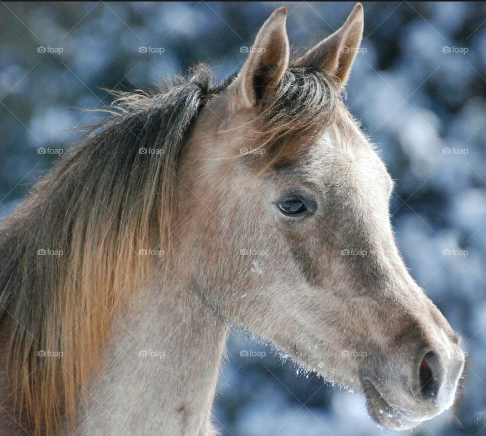 Egyptian Arabian filly