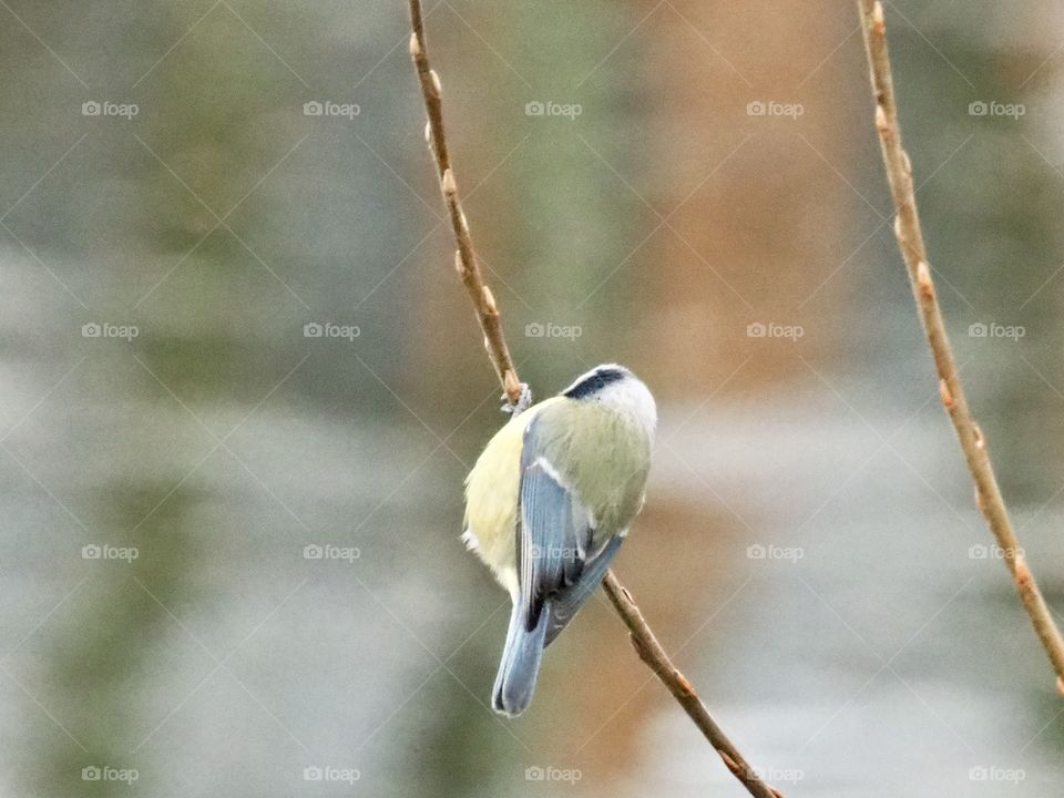Blue tit