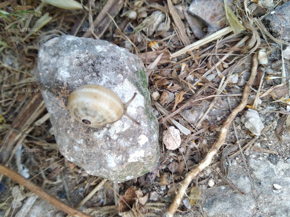 Snail