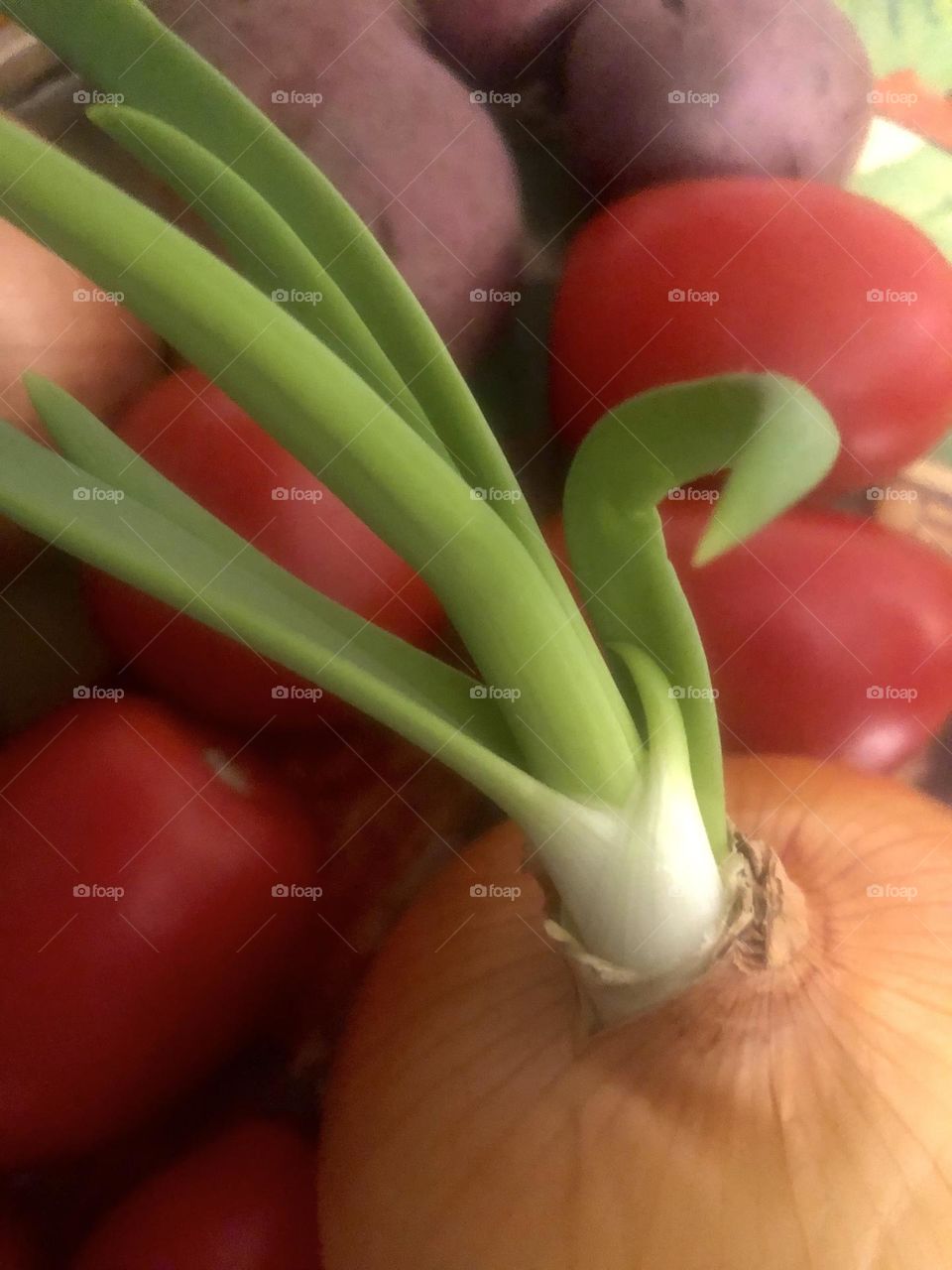 Closeup of green scallion growing out of an onion, with tomatoes and potatoes near by 🧅