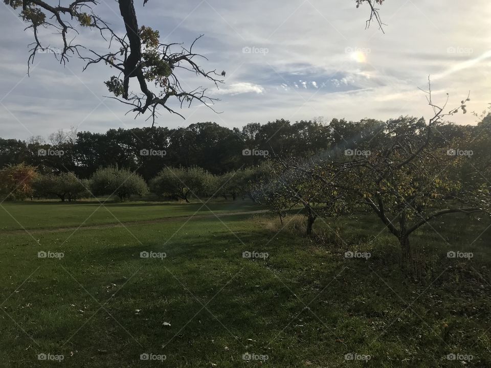 Apple orchards