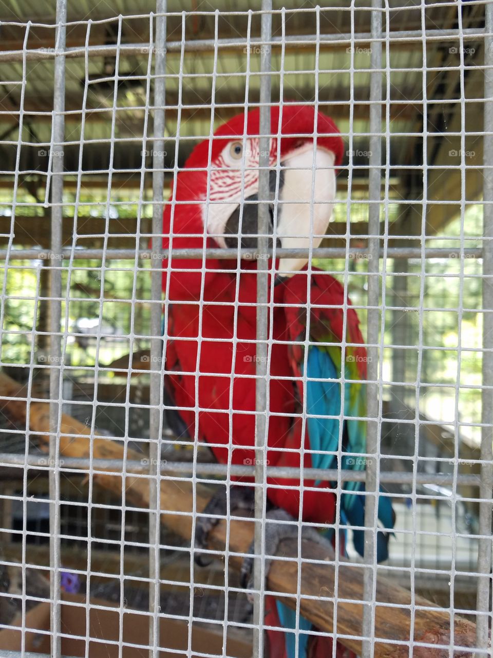caged parrot