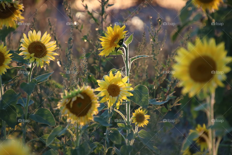 Sunflowers in a light of a setting sun