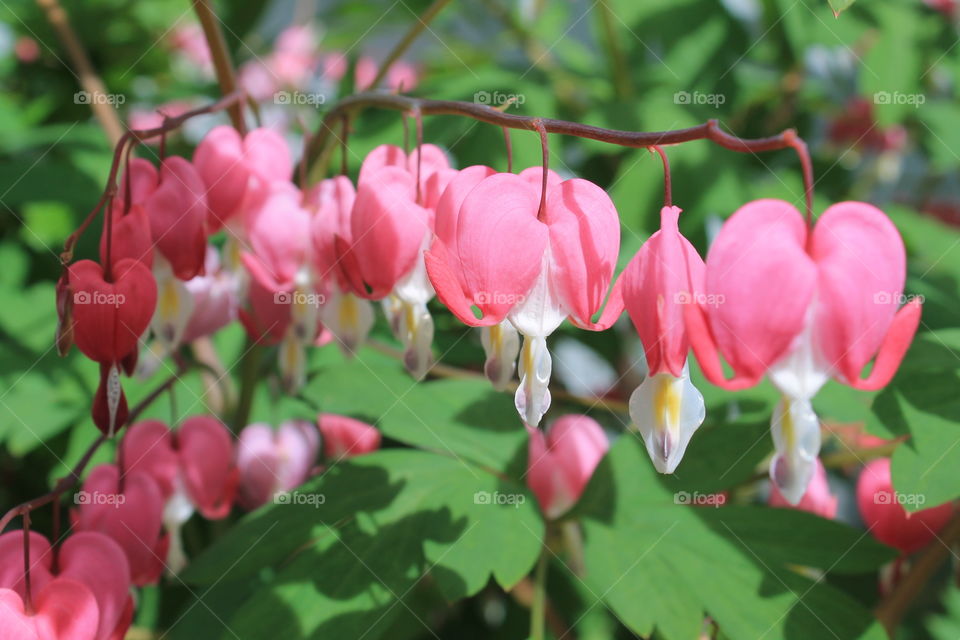 Close-up of pink flowers