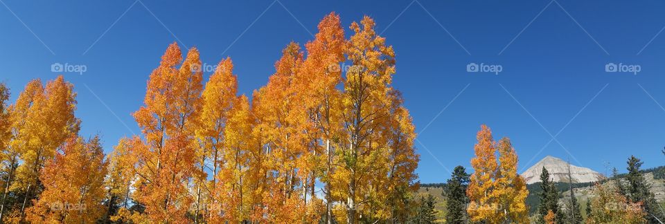 Fall, Leaf, Tree, No Person, Wood