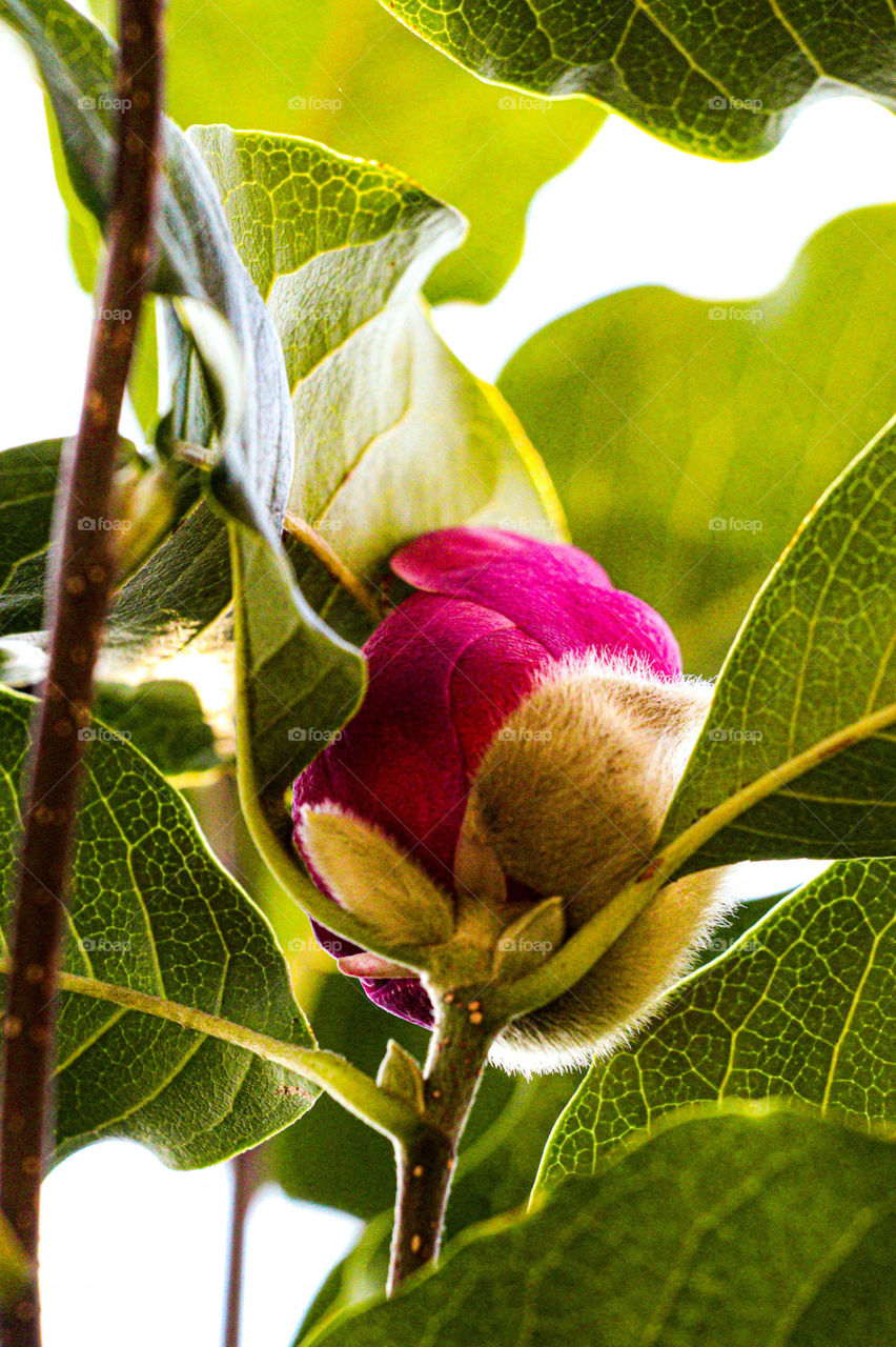 flower blooming in tree