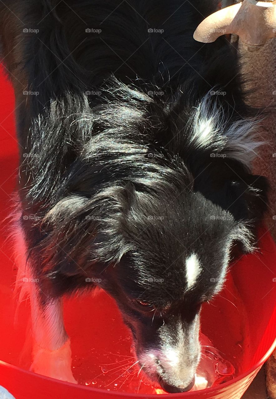 Border collie sheepdog with paws and legs in red bucket of water outdoors