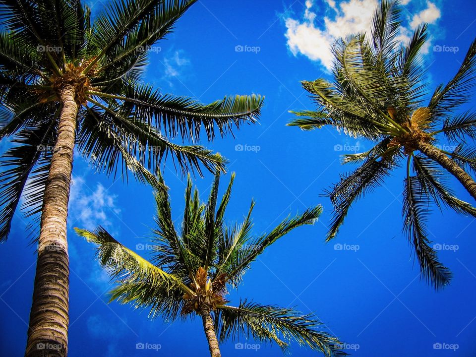 Hana Hawaii scenic Highway with palm trees Blue skies