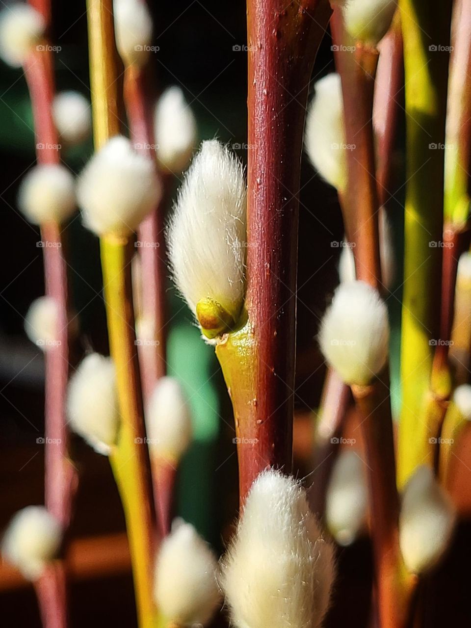 Colorful catkins branches in the sunshine