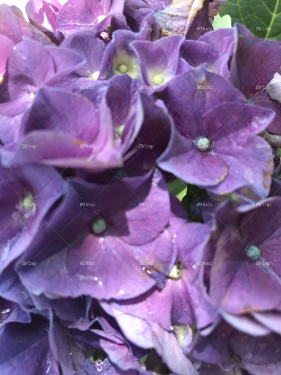 Purple hydrangeas 