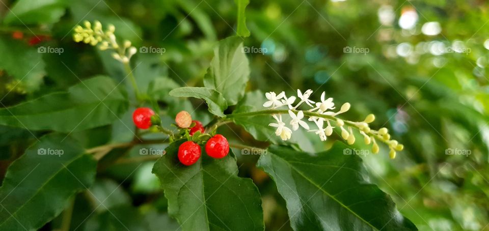 white flowers with small red berries