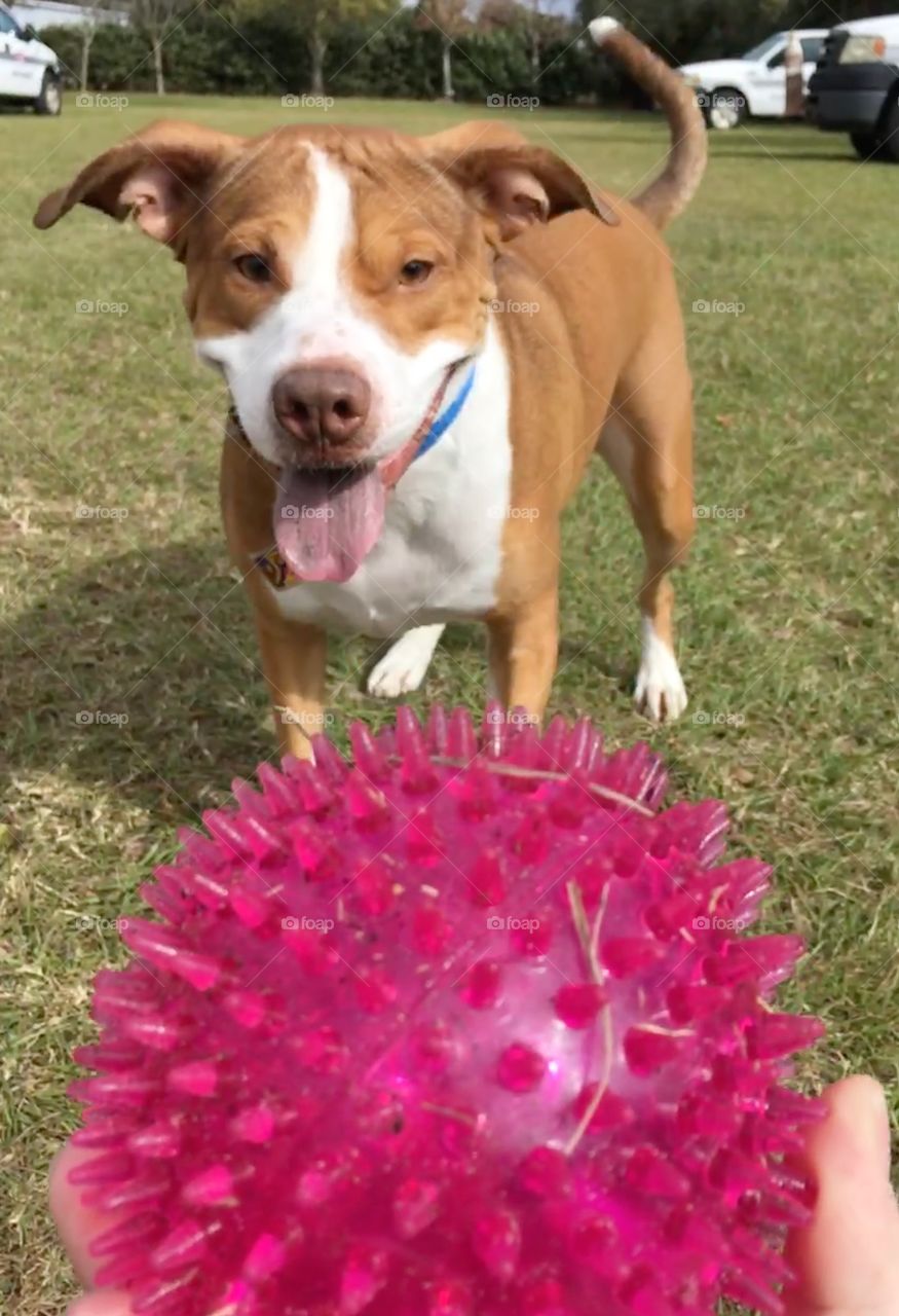 A handsome smiling rescue labrabull and his squeaky pink ball