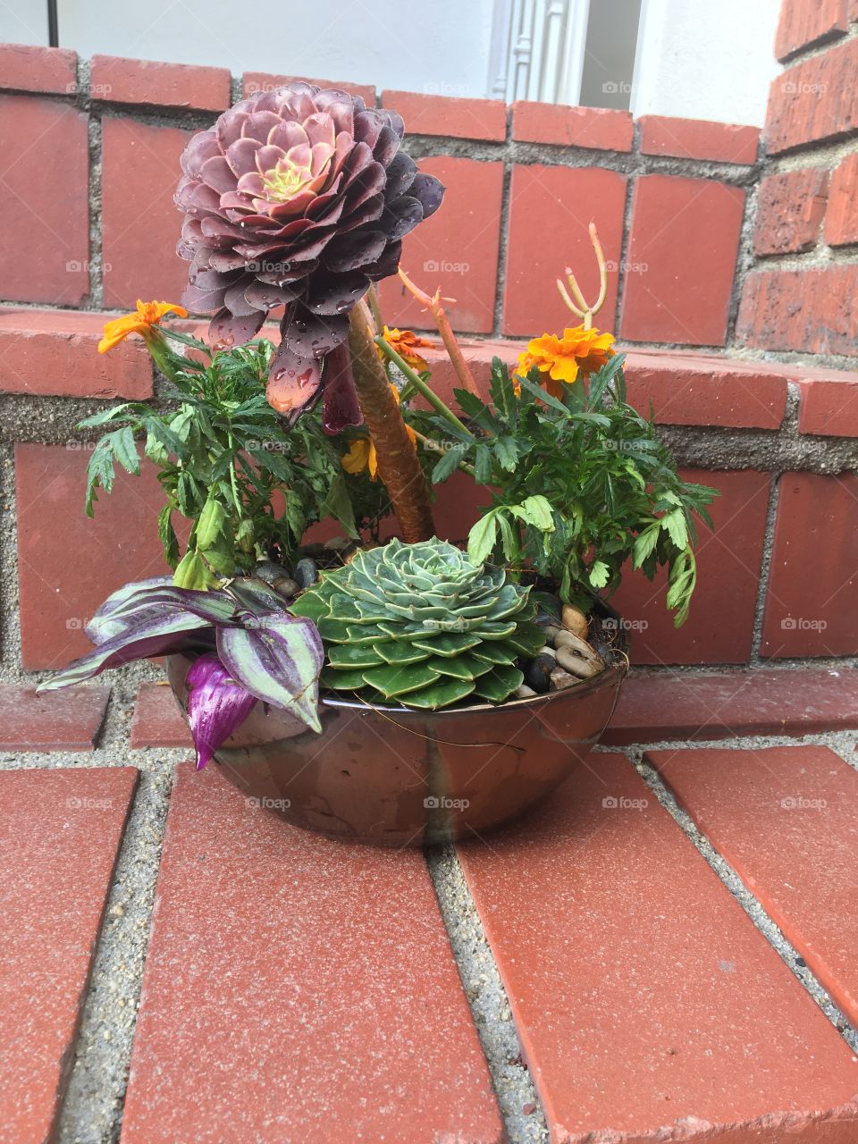 Low bowl succulent pot... 