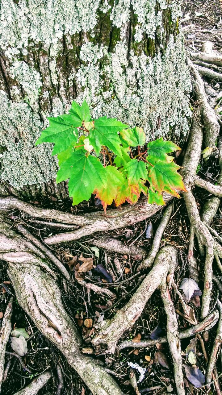 New growth at bottom of tree.