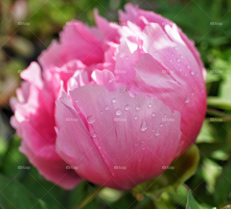 Close-up of wet pink peony