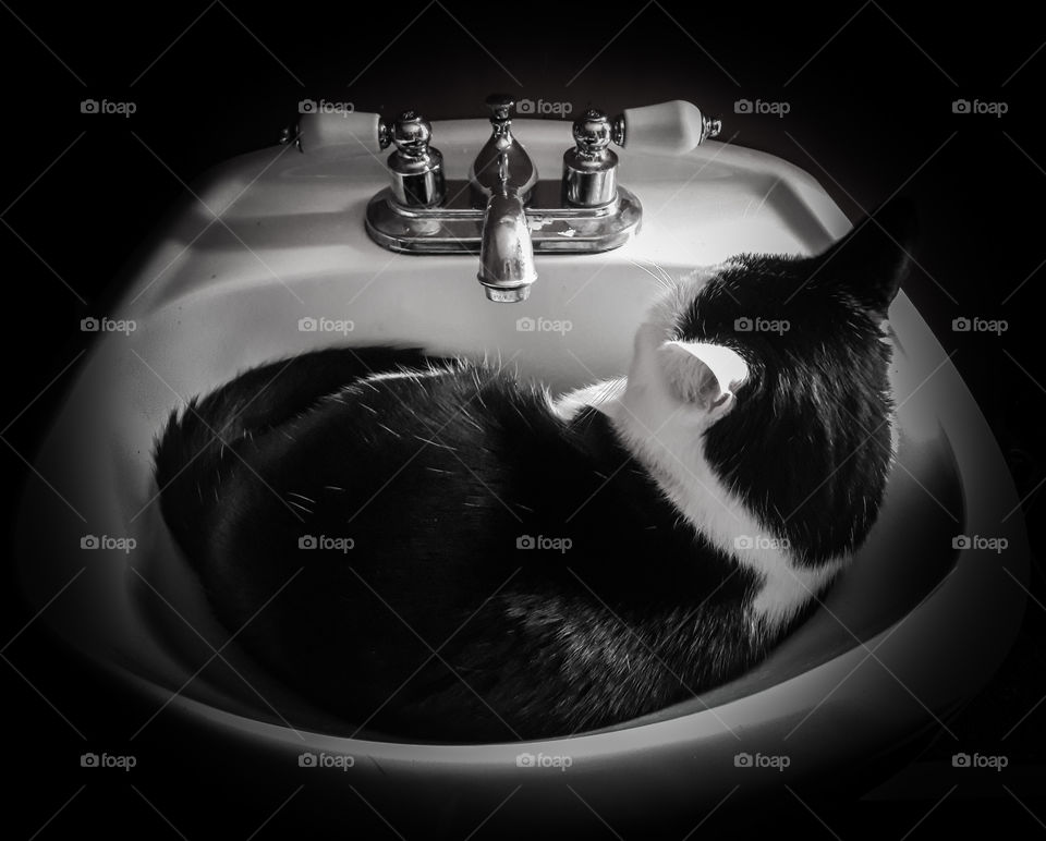 Our rescue kitty taking a rest in the bathroom sink