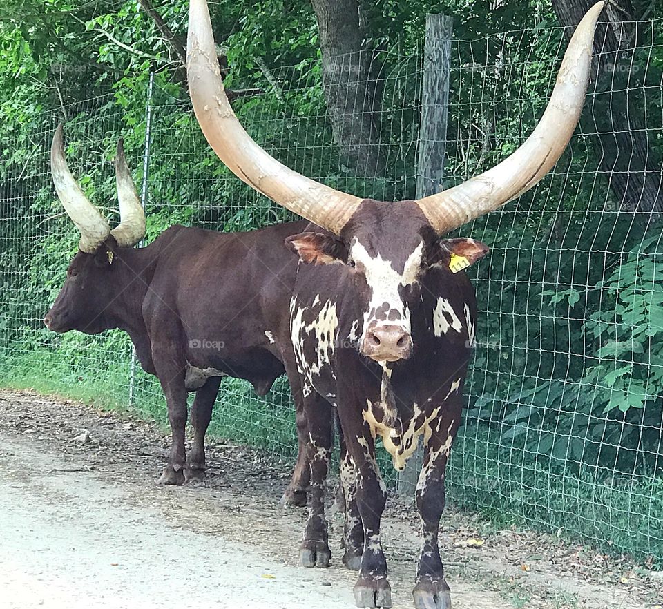 Big horns at lazy 5 ranch in North Carolina, 