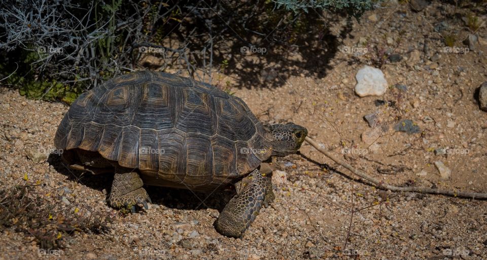 Desert Tortoise 