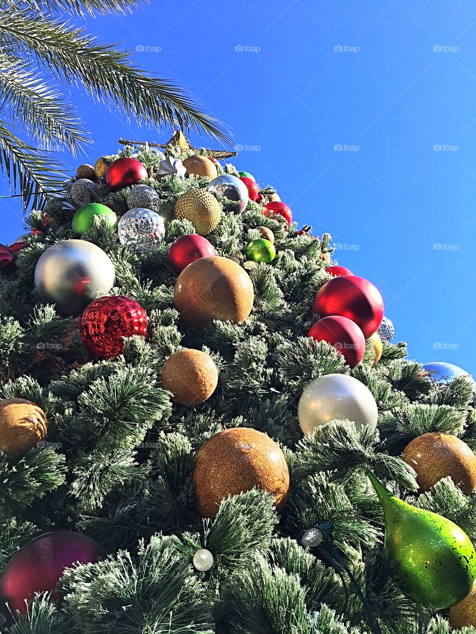 Desert Christmas tree.