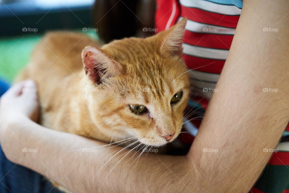 Close-up of person carrying cat