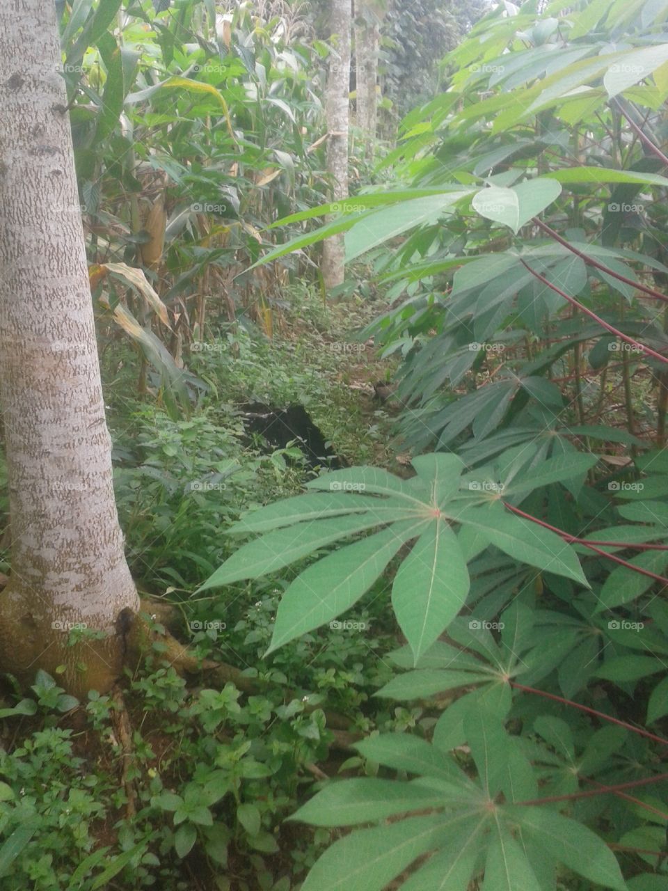 cassava and corn leafs