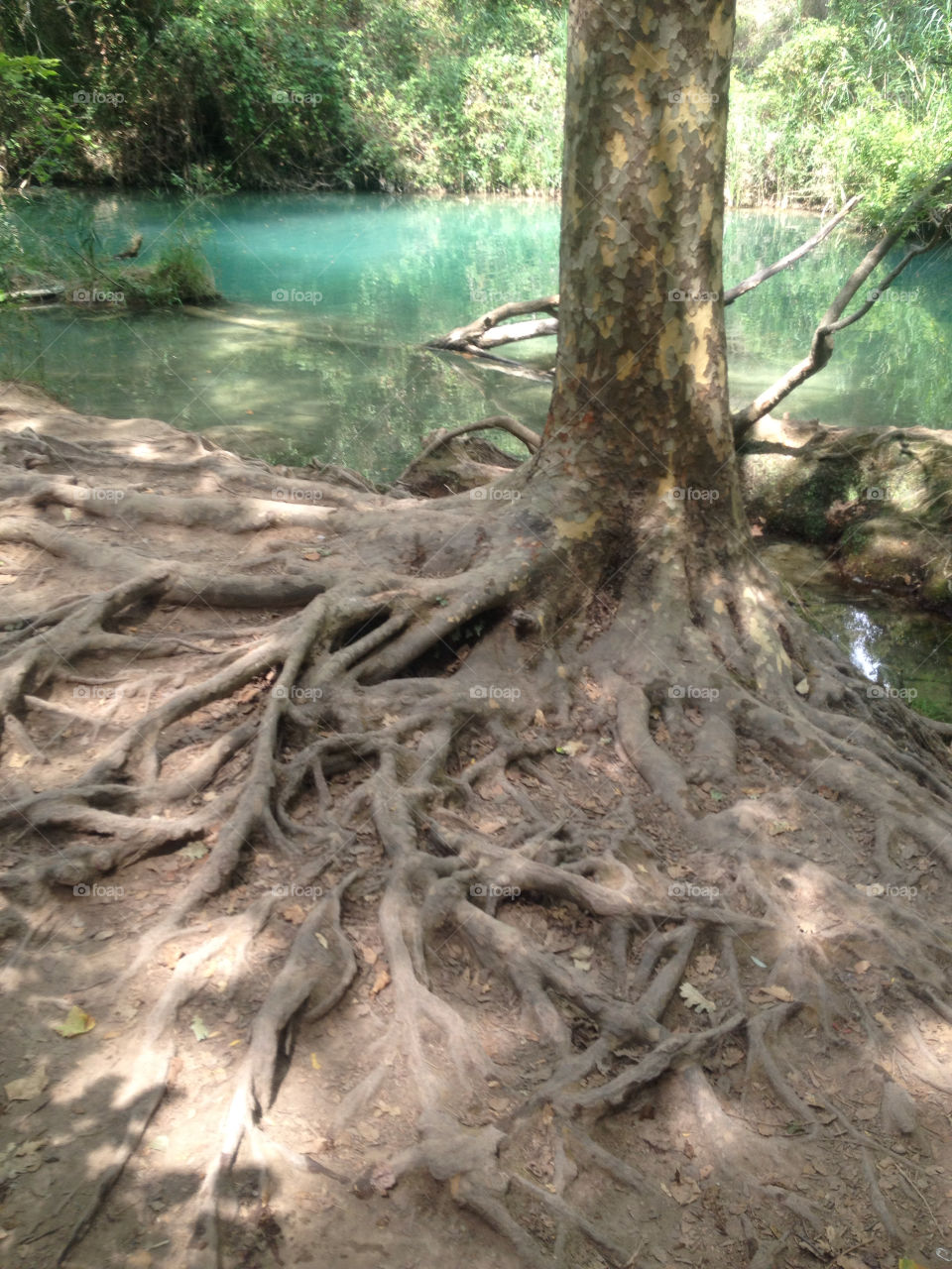 tree water lake river by lemonique