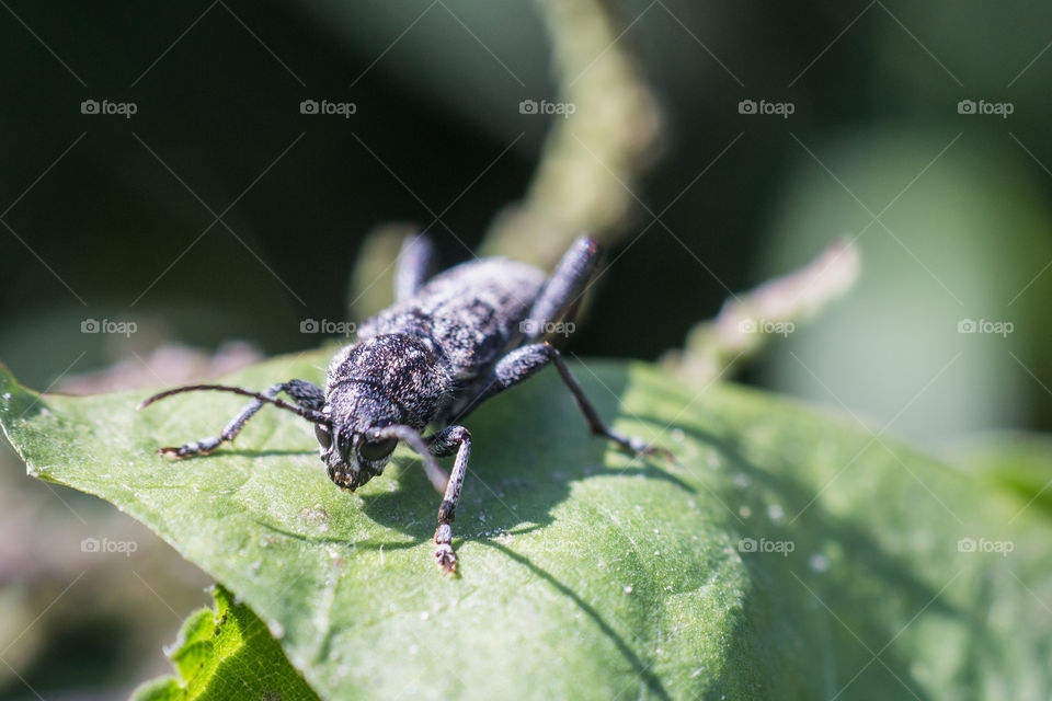 Beetle on the green leaf closeup