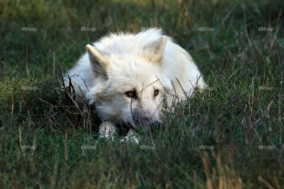 portrait of a young artic wolf in the grass