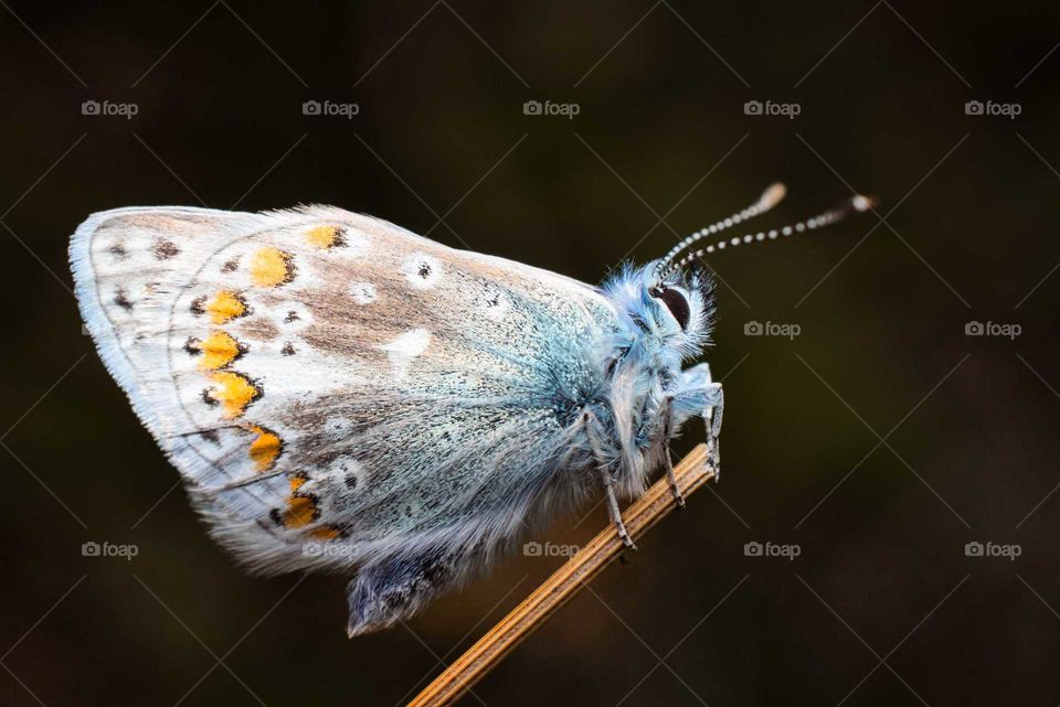 Blue common butterfly