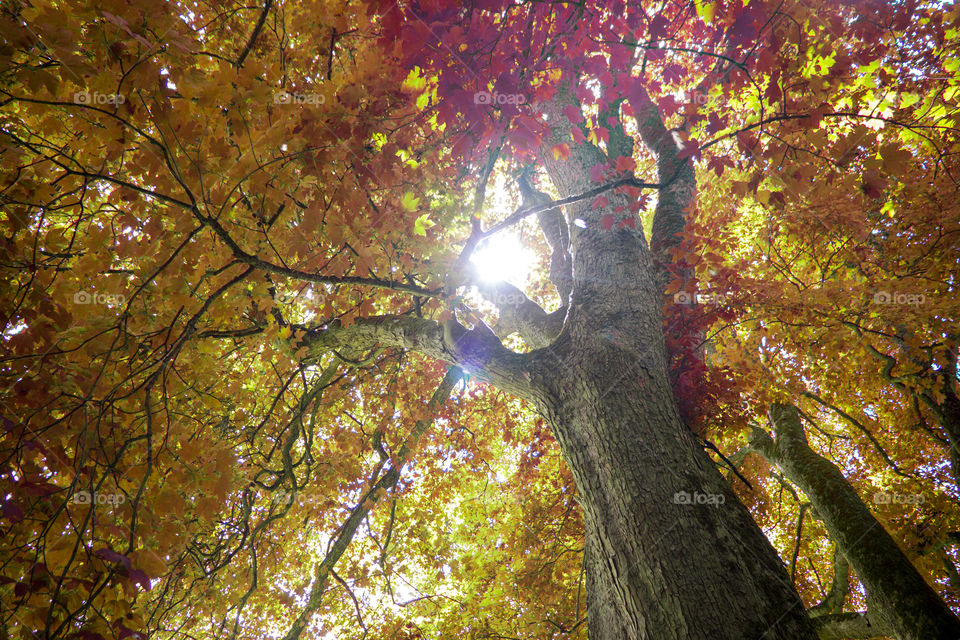 Fall, Leaf, Tree, Wood, Season