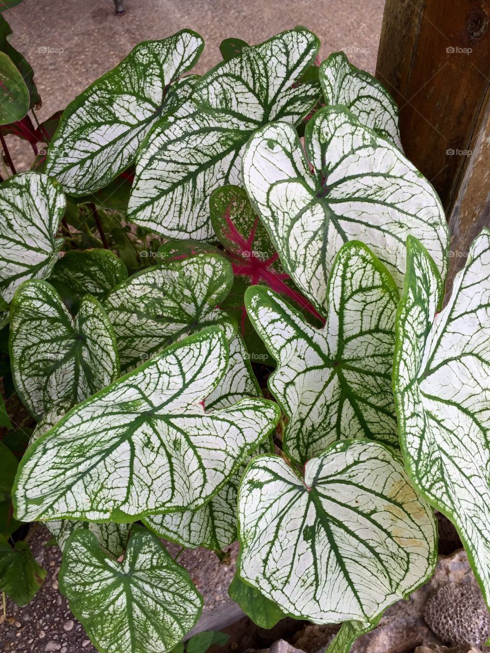 White caladiums