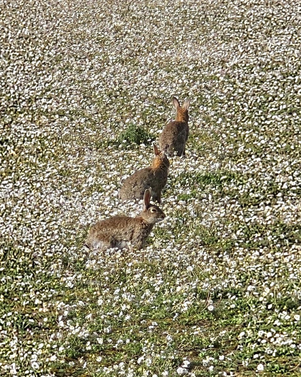 lapins en liberté à Deauville