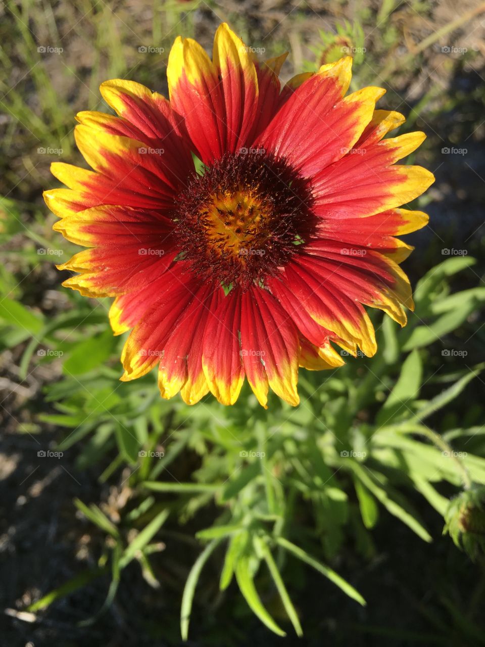 Pretty wildflower