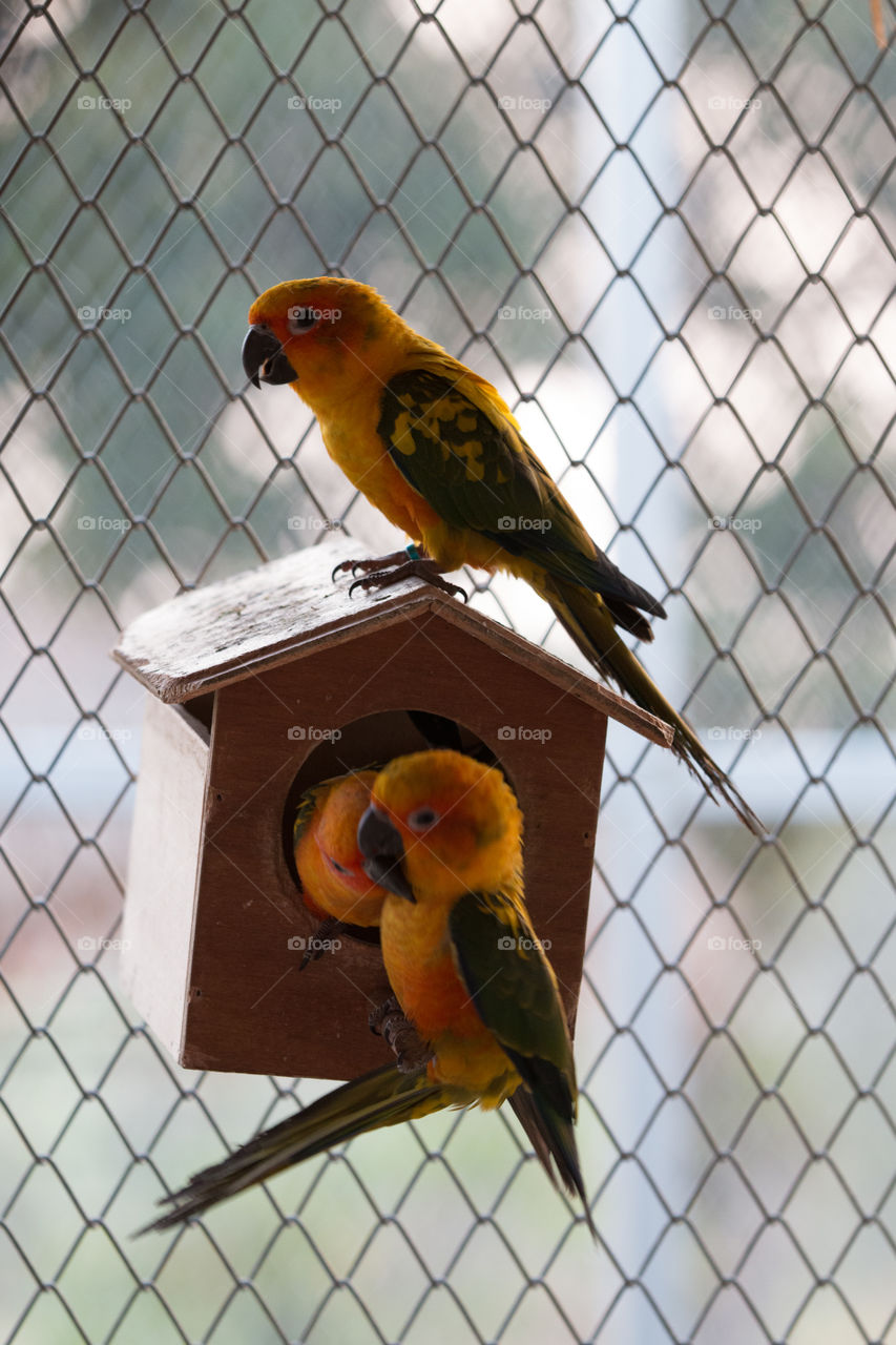 Bird, No Person, Parrot, Wildlife, Fence