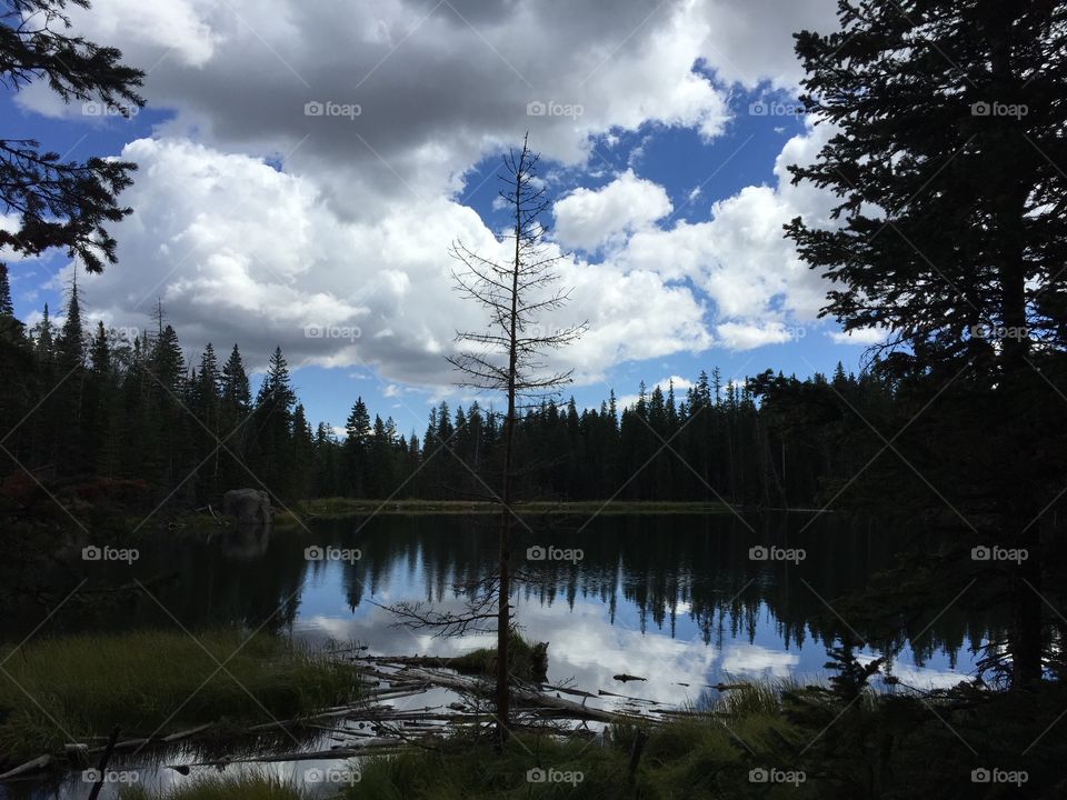 Tree, Landscape, Lake, Wood, Nature