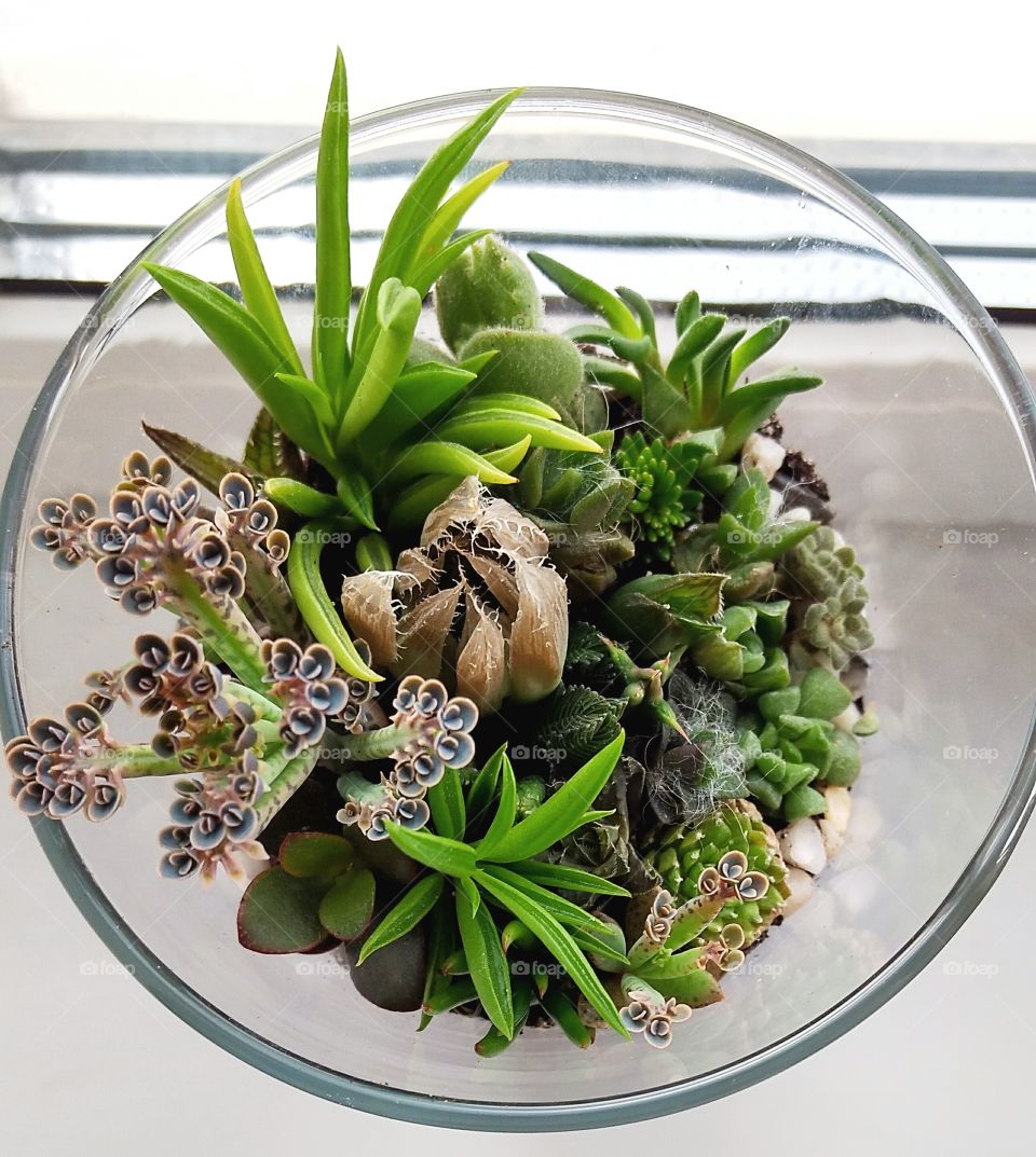 The succulent terrarium in glass vase