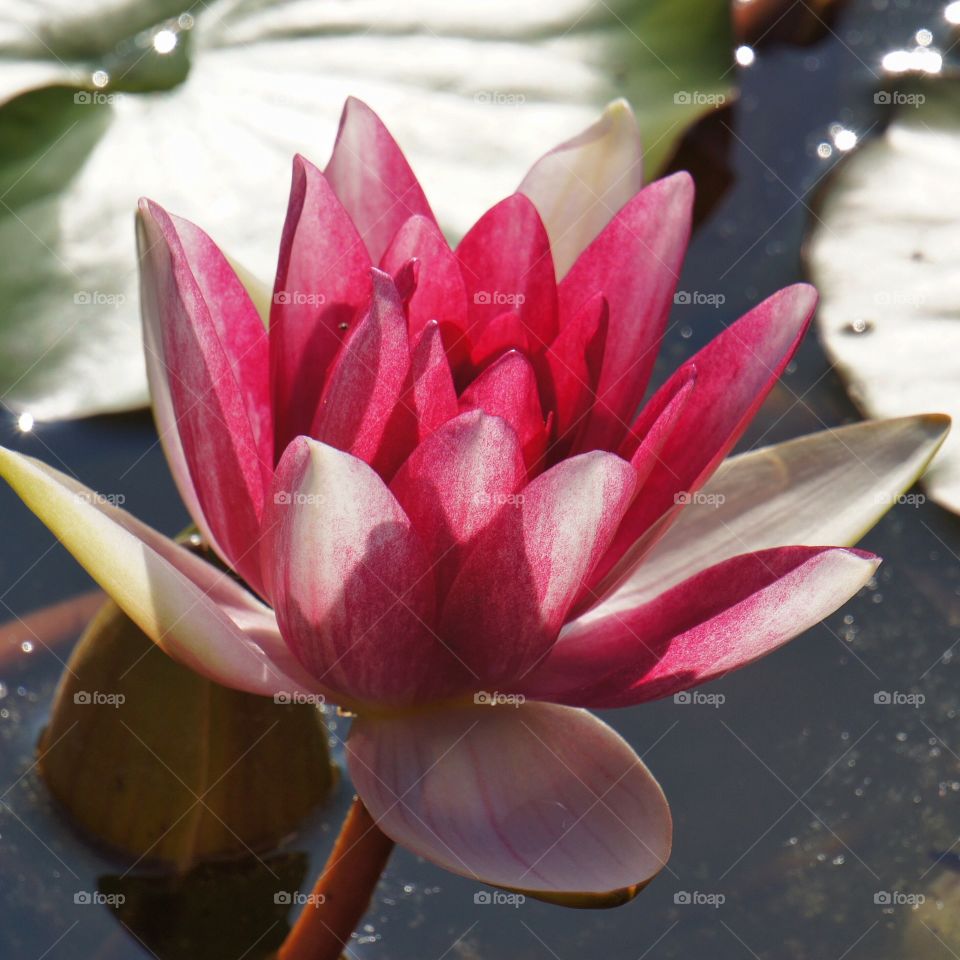 Red waterlilly