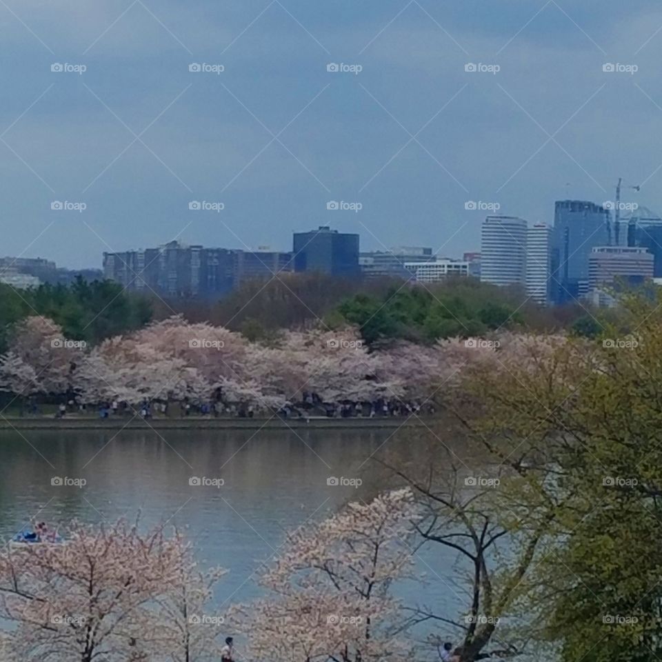 DC cherry blossoms