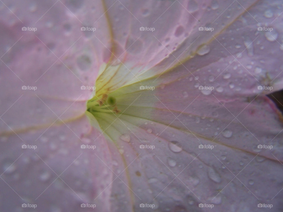 light yellow pink flower by ashley77